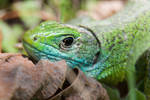 Colorful lizard by SandiBP