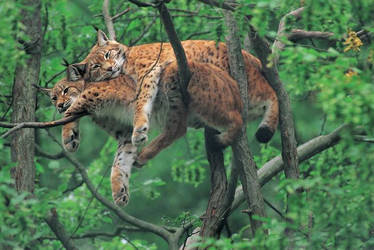 Lynxes