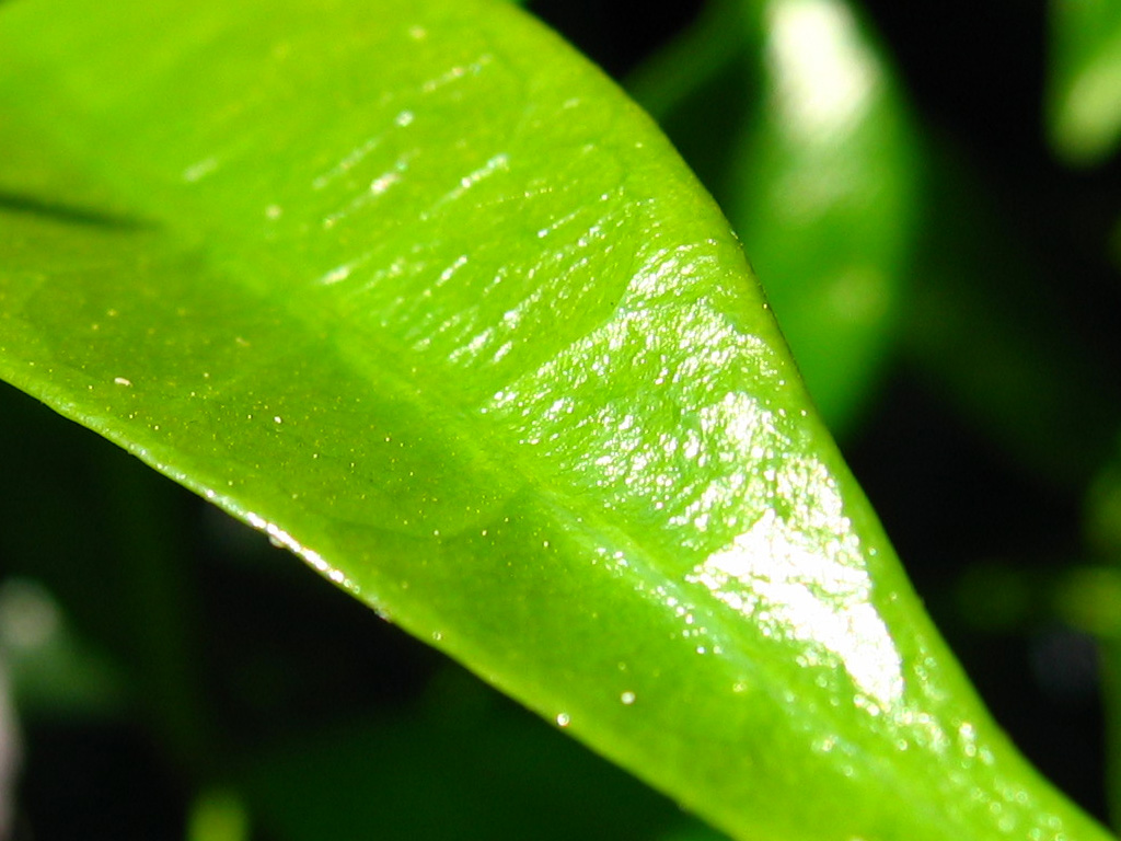 The Surface of a Leaf