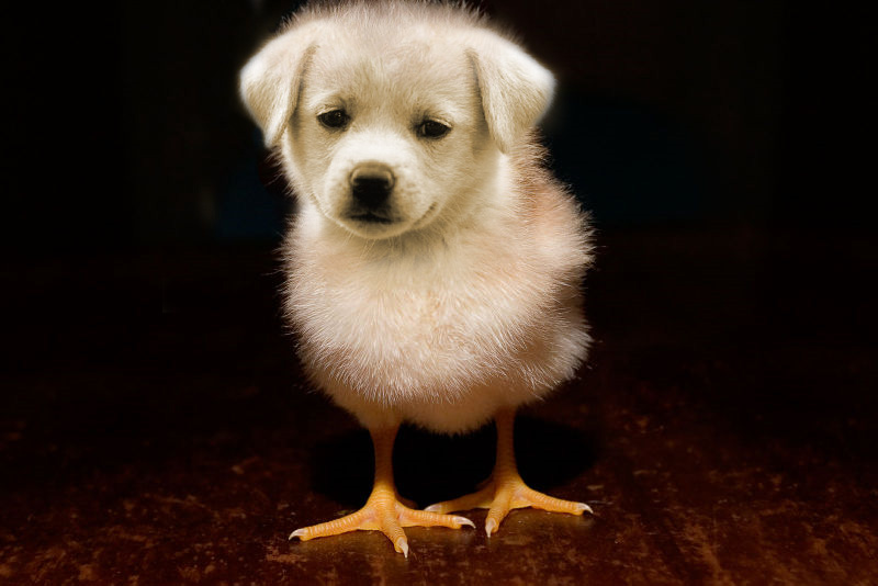 Puppychick