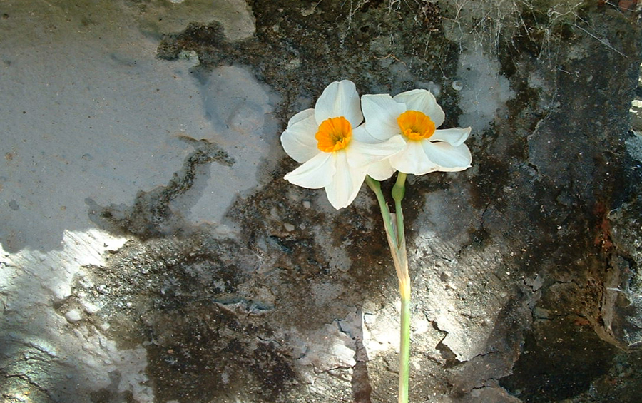 Flowers Amongst Grunge