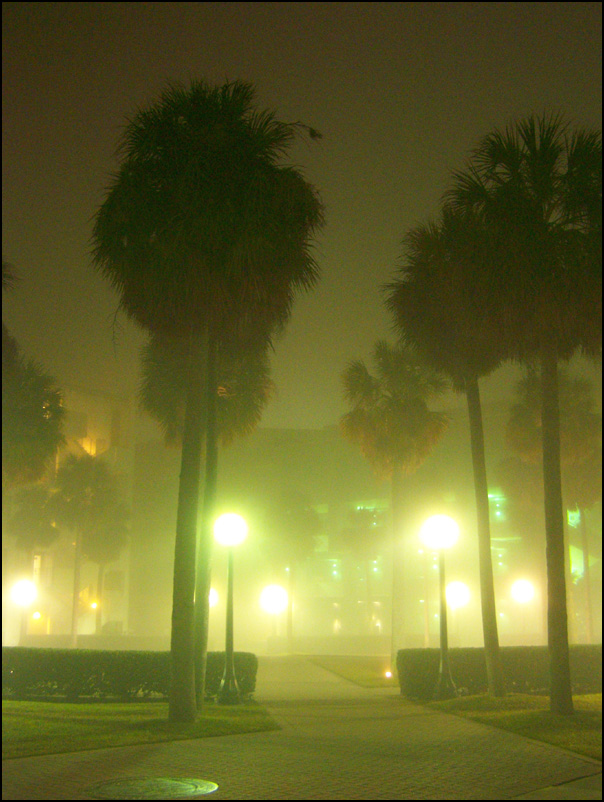 Palm Fog