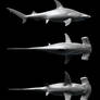 HammerHead Shark - Sphyrna mokarran