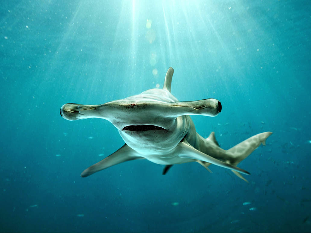 HammerHead Shark - Sphyrna mokarran by Kimsuyeong81