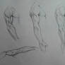 Anatomy Study