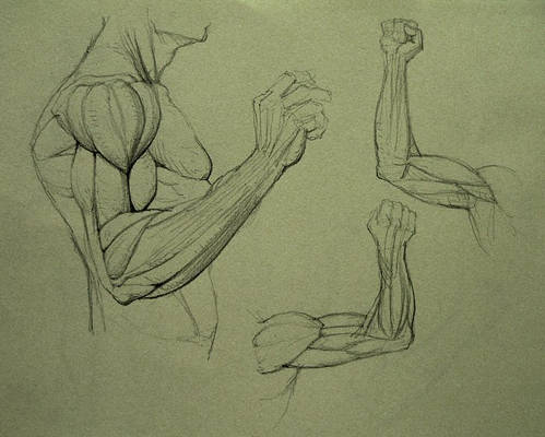 Anatomy Study