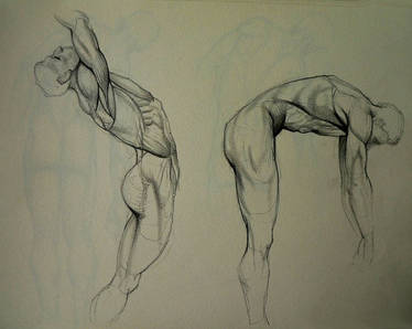 Anatomy Study