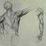 Anatomy Study