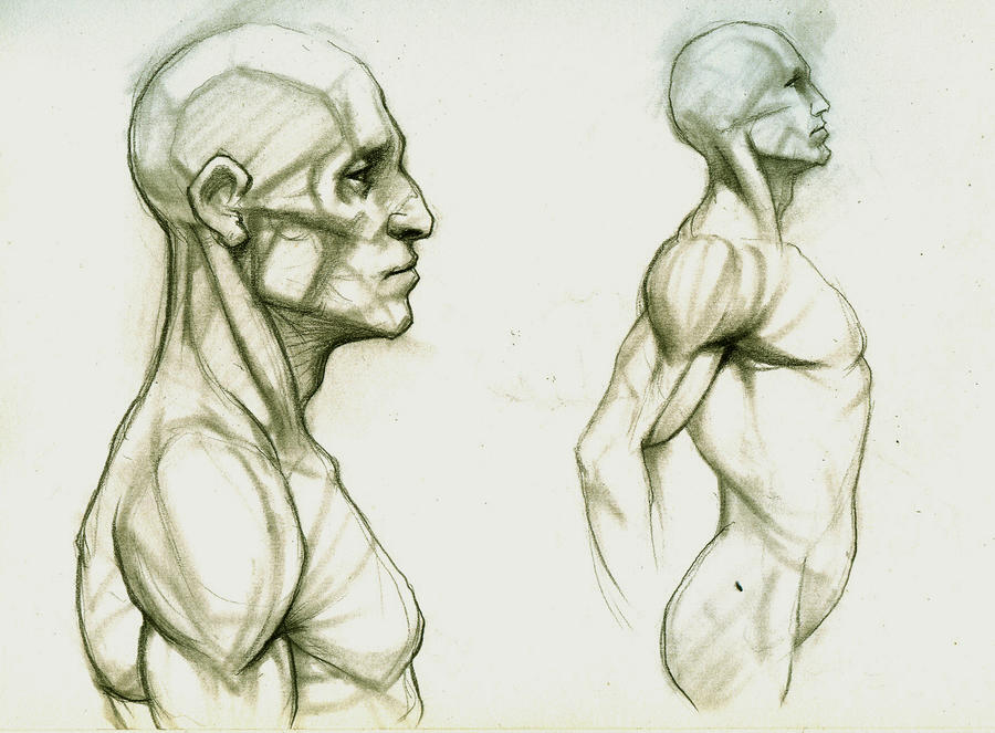 Anatomy Study