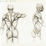 Anatomy Study