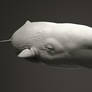 Sperm Whale