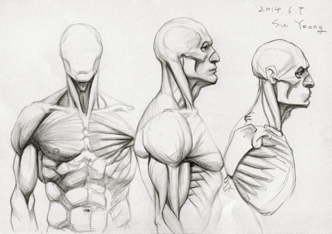 Anatomy Study 2014.06