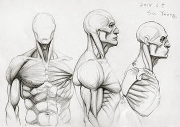 Anatomy Study 2014.06 by Kimsuyeong81