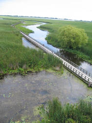 Endless Marshlands