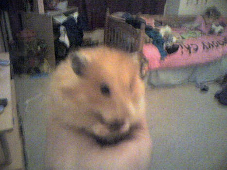 my old hamster