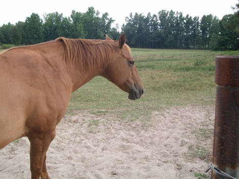 Quarter Horse mare 2