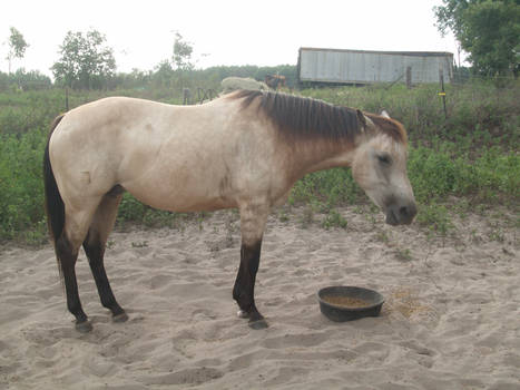 buckskin mare