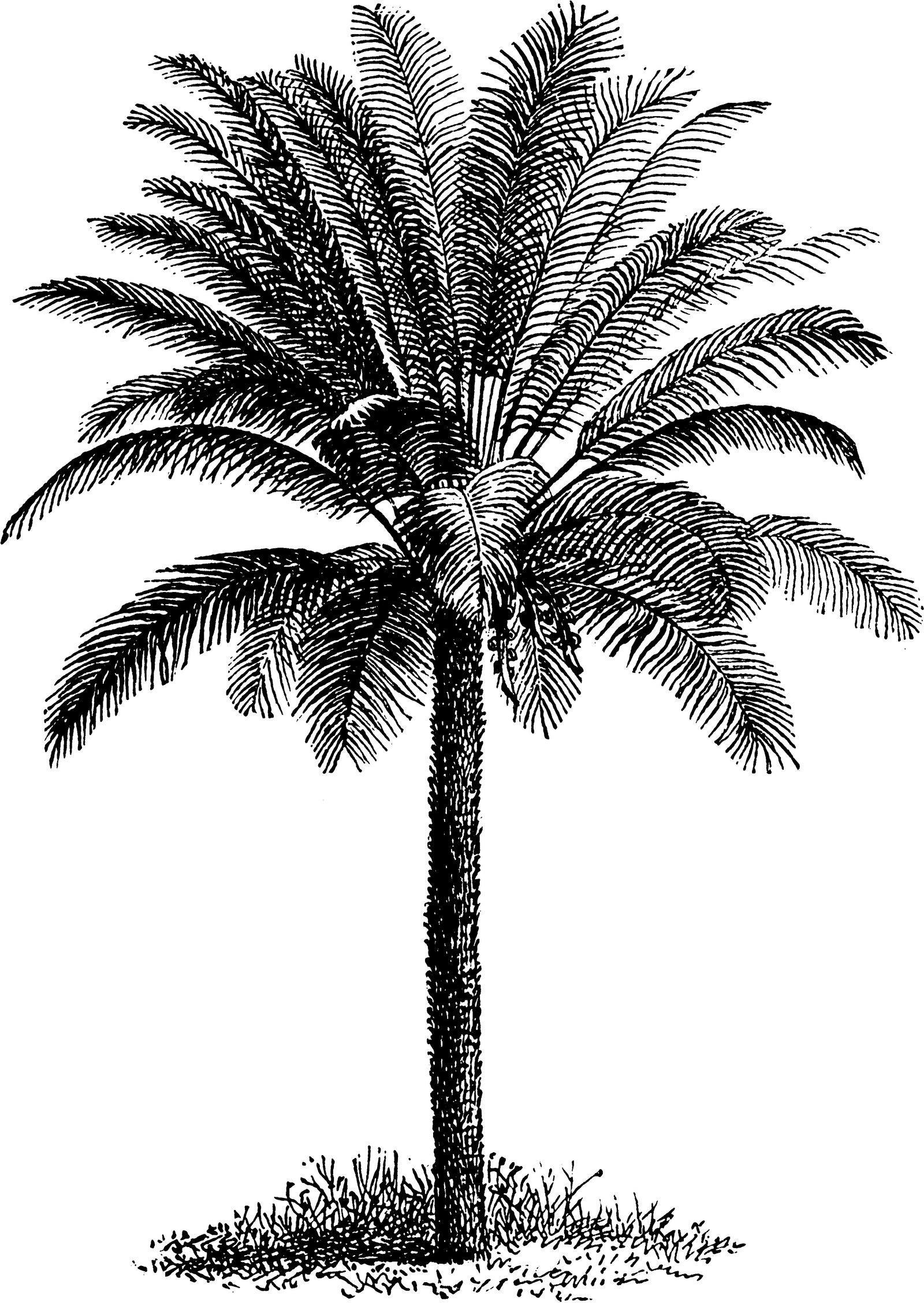 Palm tree line art stock by IHCOYC on DeviantArt