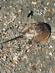 Horseshoe Crab