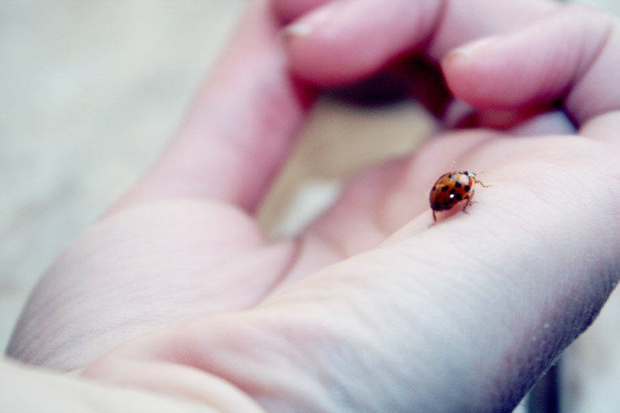 Ladybird 3