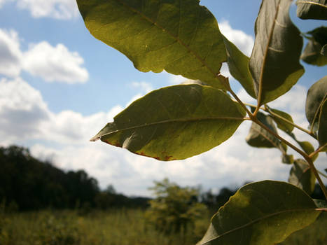 Leaves