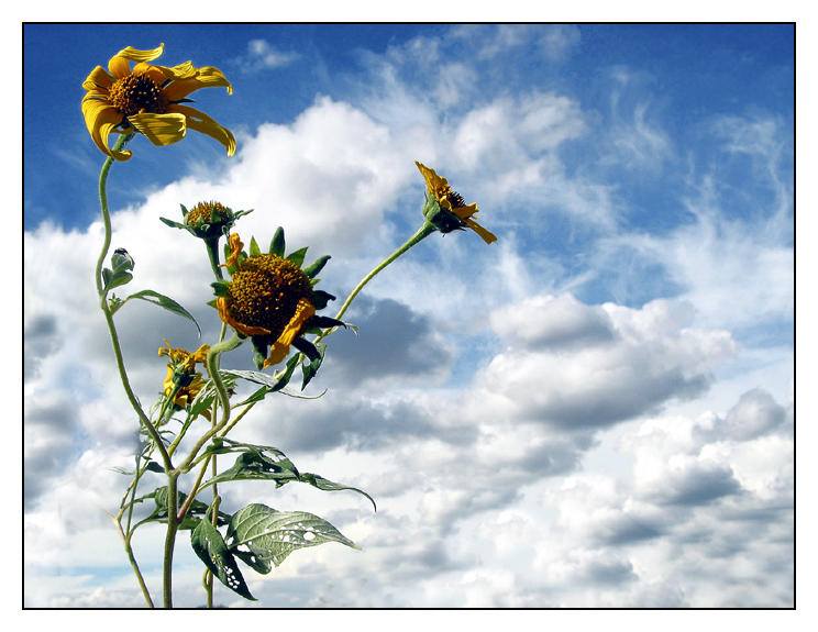 Skeletons of Sunflowers