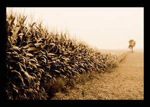 Field of Lonliness