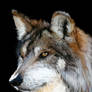 Wolf Original