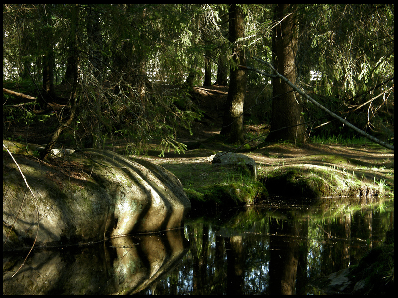 Forest pond