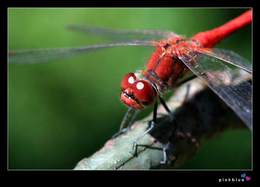 red dragonfly