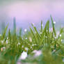 grass in spring