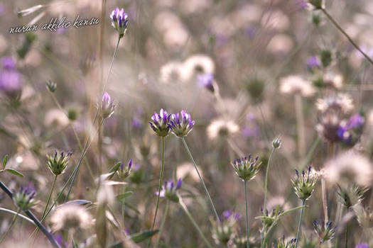 purple fairies