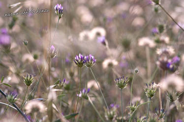 purple fairies