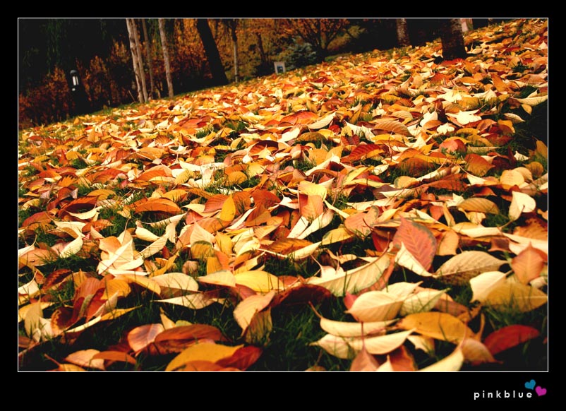 autumn_8