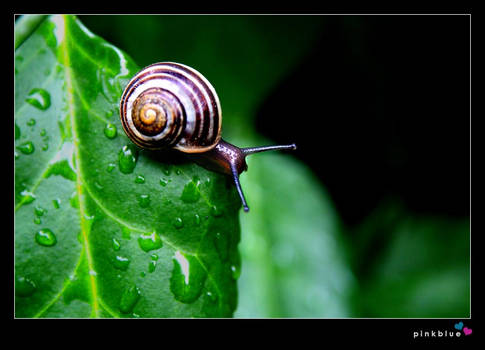 raindrops and the snail