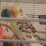 My Budgie 1