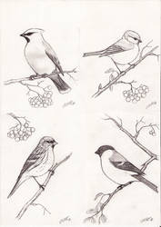 Studies of Winter Birds