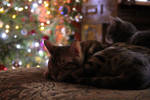 Christmas lights by mildute Christmas lights by mildute