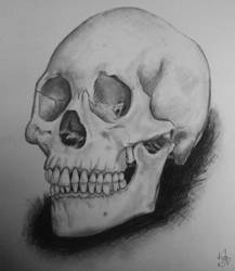 Skull - Pencil