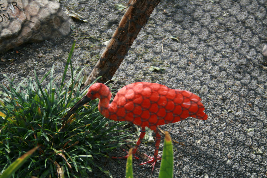 Scarlet Ibis 2