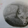 My fox sketch  