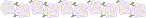 Free To Use White Rose Divider