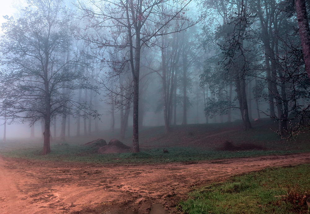 Foggy morning in park.