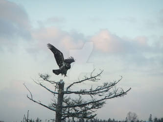 Eagle landing in tree