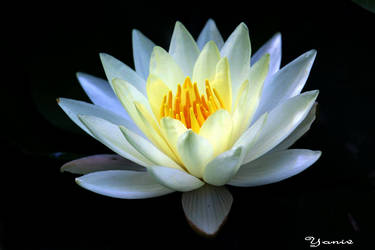 Water Lily