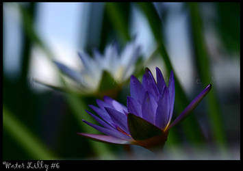 Water Lilly 2