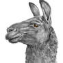 Llama Face