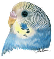 A Budgie for Speckledrose