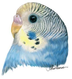 A Budgie for Speckledrose