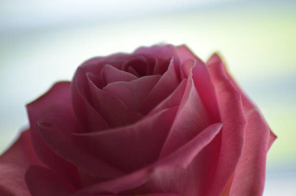 Pink Rose